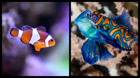 TOP 10 cutest fish breeds ever, RANKED in order of cuteness.